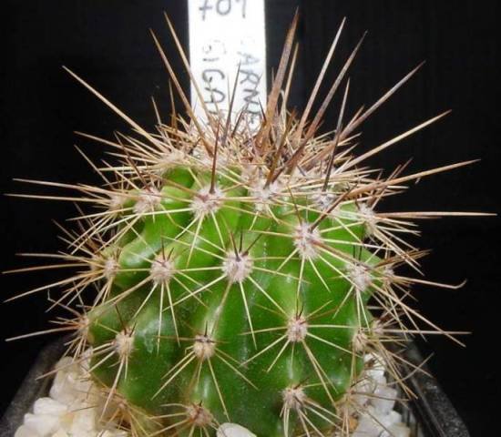 carnegia_gigantea